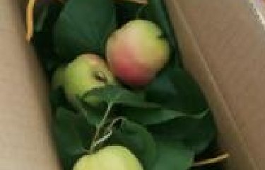 <strong>集團發放無公害水果慰問全體員工</strong>